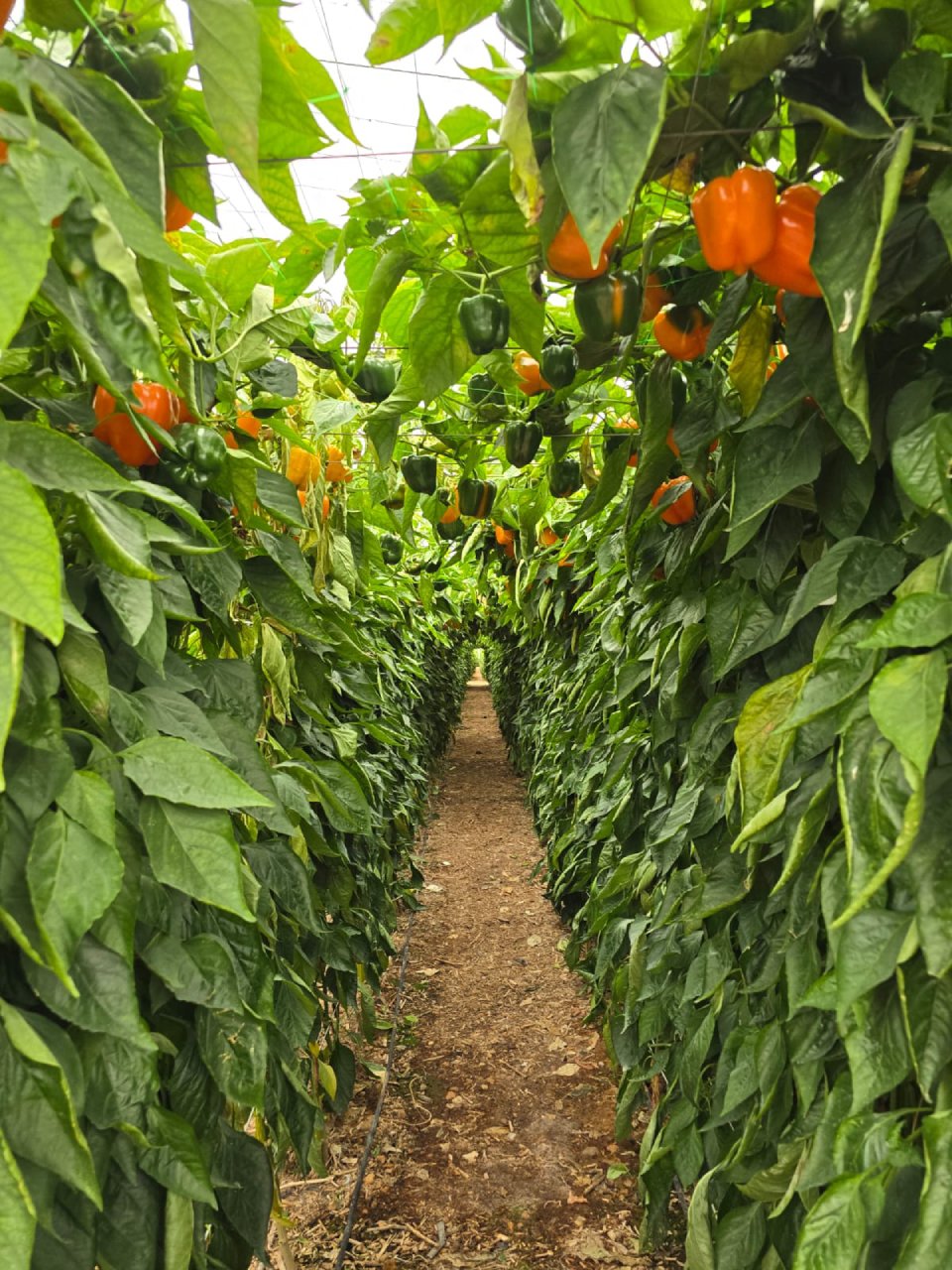 Plantas de pimientos