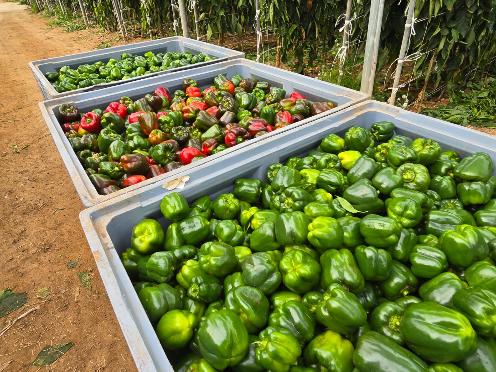 pimientos cosechados