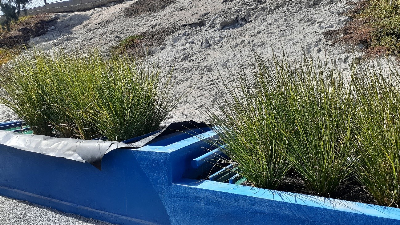 Biofiltros de Aguarica que ya muestran el desarrollo del vetiver en zona árida.