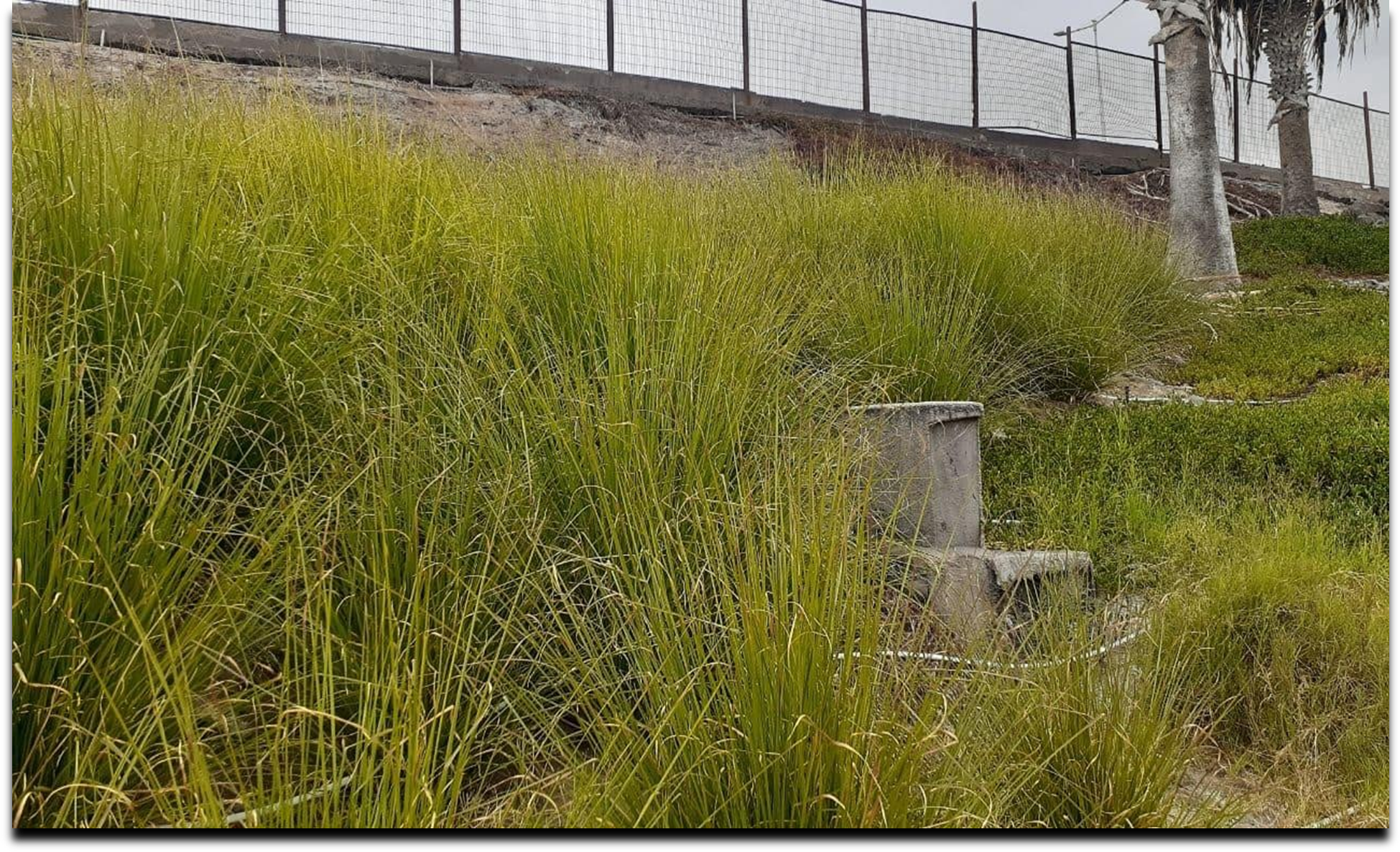 El resultado de la aplicación de biofiltros en la ladera del predio de Aguarica: vetiver en todo su esplendor.