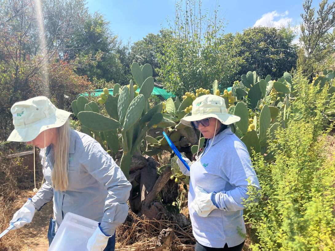 El equipo de SynergiaBIO entre una plantación de tunales.