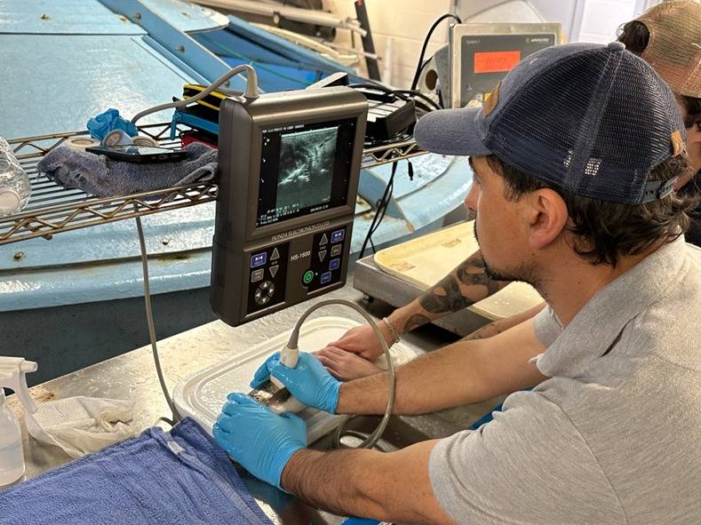 Un experto de Bioled monitoreando salmone, parte del equipo compuesto por veterinarios, biólogos marinos, ingenieros y técnicos.